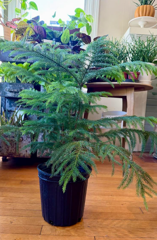 8" Araucaria - Norfolk Island Pine