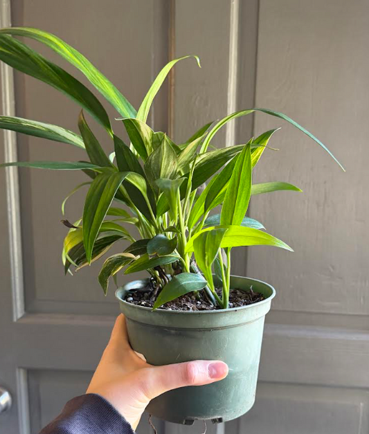 6" Pothos Amplissimum Variegated