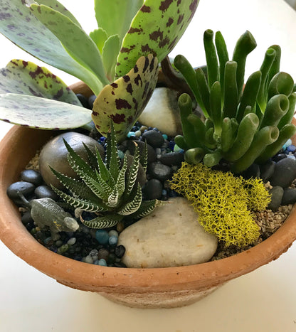 Succulent Garden Workshop in Partnership with Sweetgreen