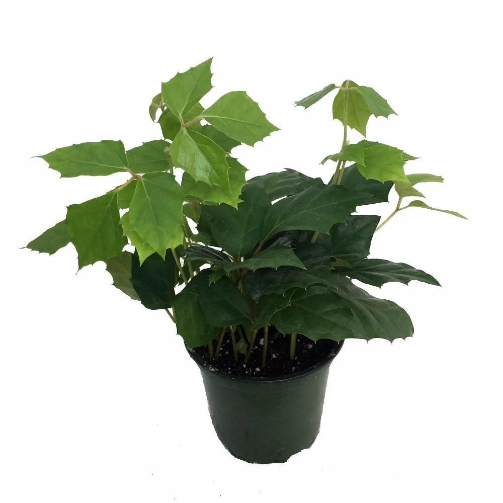 4" Cissus Grape Ivy