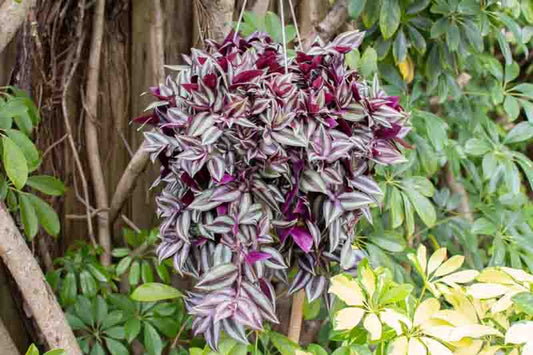 HB 6" Tradescantia - Wandering Dude